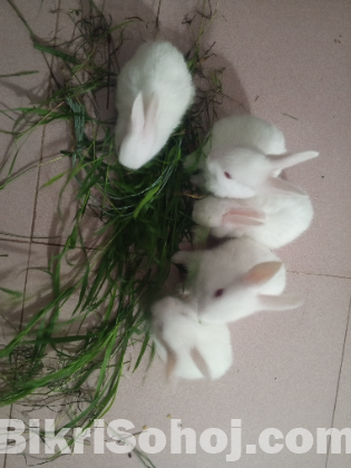 Rabbit